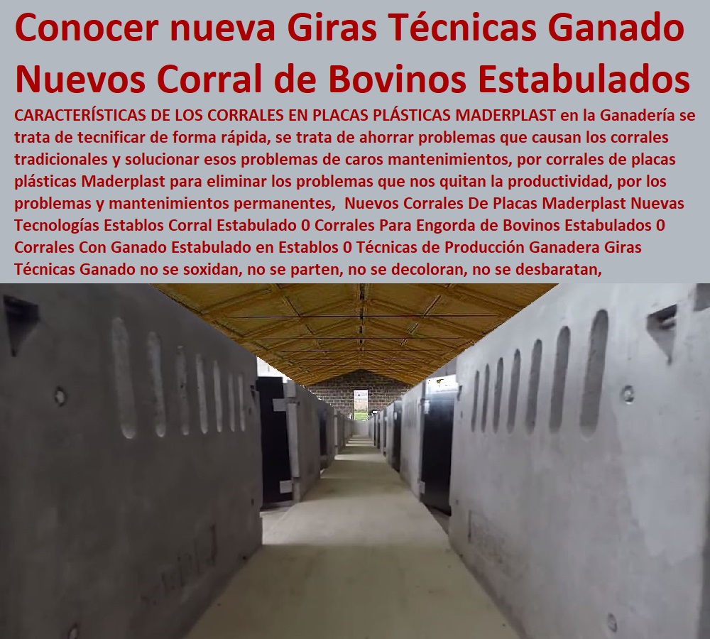 Nuevos Corrales De Placas Maderplast Nuevas Tecnologías Establos Corral Estabulado 0 Corrales Para Engorda de Bovinos Estabulados 0 Corrales Con Ganado Estabulado en Establos 0 Explotación Ganadera Automatizada, Sistemas de Pastoreo, Estabulación de Ganado, Pastoreo Intensivo, Establos, Corrales, Saladeros, Comederos, Cerramientos, Postes, Ganaderías Tecnificadas, Ganaderías Tecnificadas, Técnicas de Producción Ganadera Giras Técnicas Ganado Nuevos Corrales De Placas Maderplast Nuevas Tecnologías Establos Corral Estabulado 0 Corrales Para Engorda de Bovinos Estabulados 0 Corrales Con Ganado Estabulado en Establos 0 Técnicas de Producción Ganadera Giras Técnicas Ganado